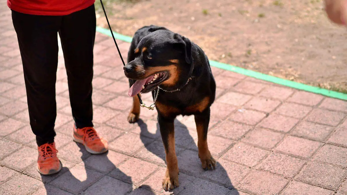 mascota perro perrito mascotas